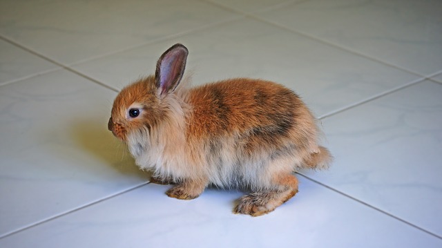 hnědý králík
